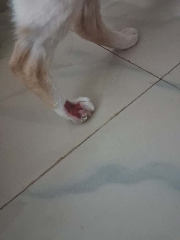 My cat has hurt his paw.... and it's looking like this.... can u suggest something