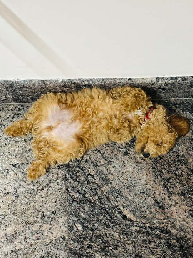 Hey Doctors! I was wondering if it's okay to give WHISKEY (2-month-old poodle) some boiled chicken liver and chicken heart as part of his meal? Also, Whiskey seems bored of Orijen, can you recommend any good alternatives to replace one of his daily meals with Orijen?
PS: Sleeping on his best posture right now 😂😂😂