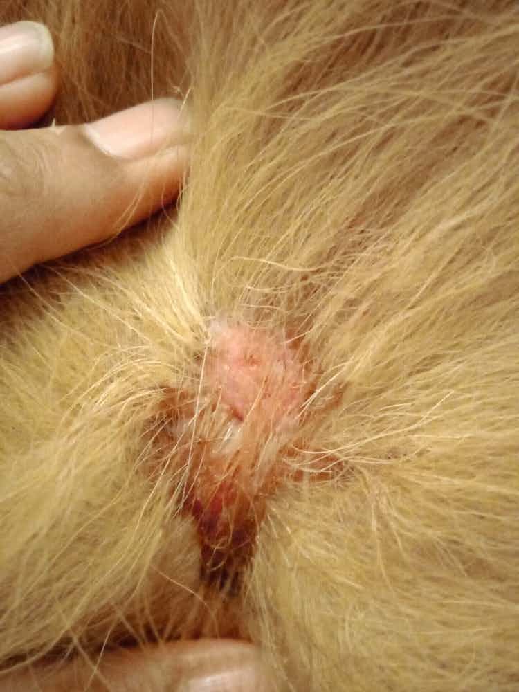 I can see this is on my dog skin. . Most of them are dry now (brown in color) except this, it's red also. Whats this? Pls suggest next steps

It's on his back mostly and dry except attached