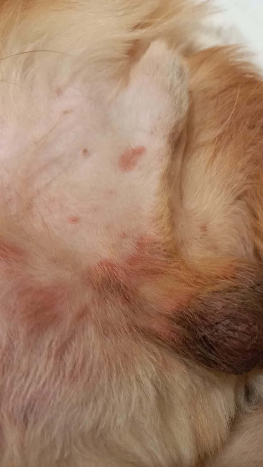 These red spots are coming from where he urinates. Is this bacterial infection?