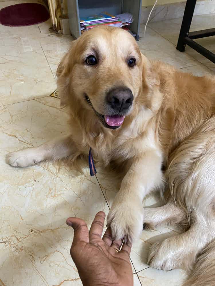 Now thats a Happy Danny 😃 after his second grooming session with Shivu 🥳