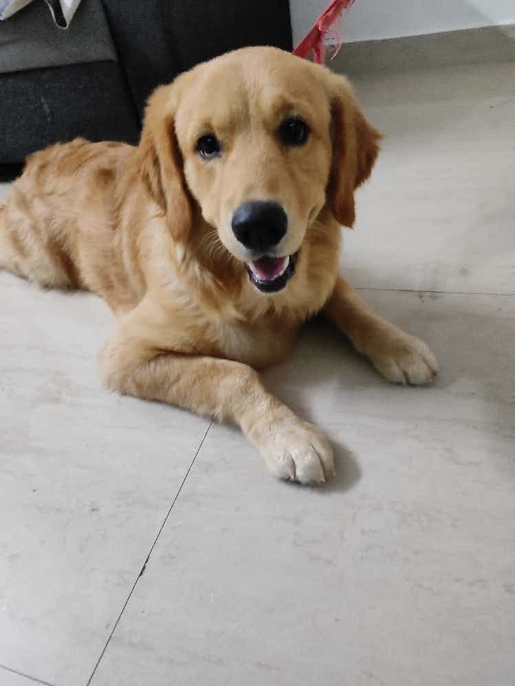 I want to donate my 9 Month Old Golden Retriever male named vayu. he is trained for pee and poop. But too much playful with everyone. 
Location: VGP LAYOUT, KUDLU ROAD.