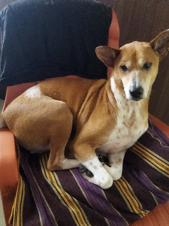 My dog has consumed ghee. Almost 400 grams. He is suffering from acidity. Yesterday he was vomiting, but he had urge to eat his normal food. But after eating he has thrown out again. What to do?