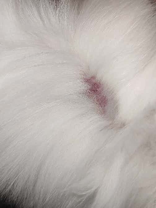 My kitten is anemic and has excessive hairfall his treatment is on but I just saw these red spots on his skin and tail etc what exactly is this?