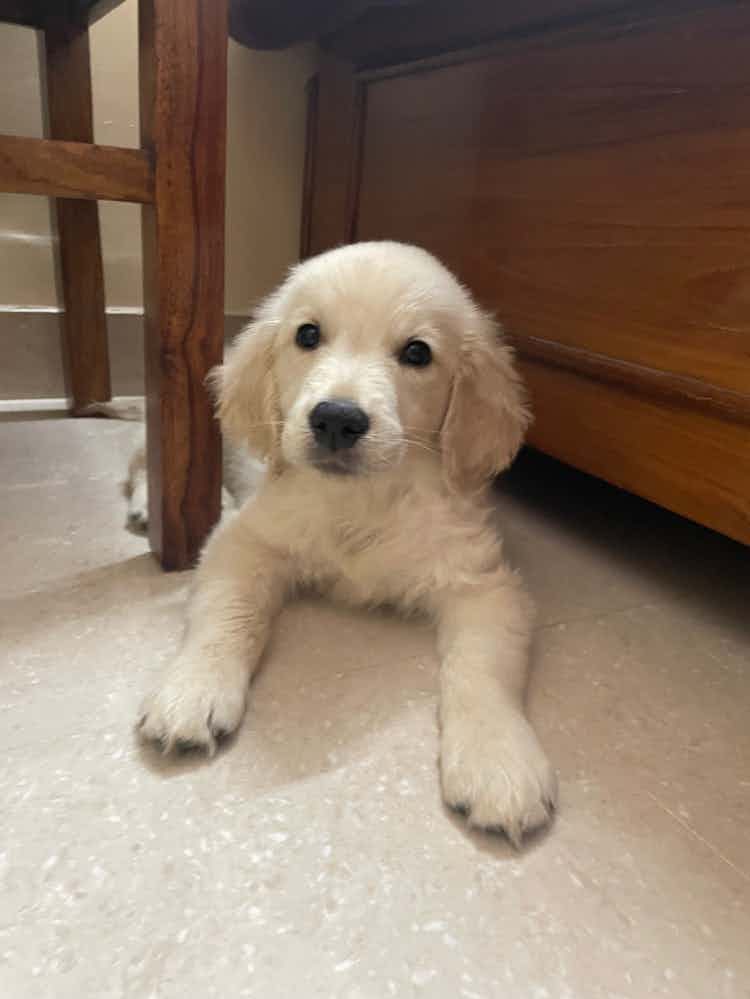 Hello everyone,

This is my 45 days old Golden Retriever pup. Since this is my first pet. The breeder suggested me to feed him Cerelacs for first 2 days then switch to Royal Canin. Please suggest that how often we have to feed the pup with cerelacs, a time table will help me out. Pet lovers your suggestions are appreciated.