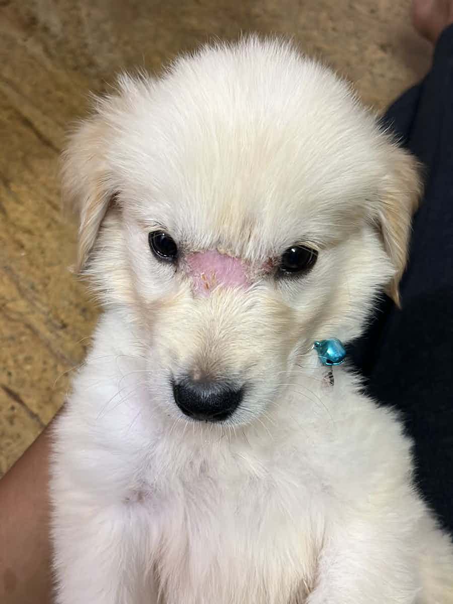The pup is 45 days old and has infected skin. What are the possibilities that this might have happened? And what is the solution for this? Can this be fixed?
