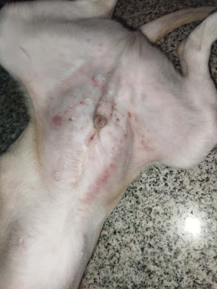 Fluffy has these reddish marks which comes on his body from past three days. It appears on his body n goes after a day but again appears in another part of his body. He also has it in his ears

This started appearing after his rabies vaccine