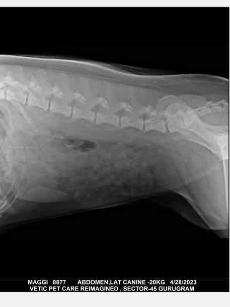 Please help me with the Xray report of maggie?
