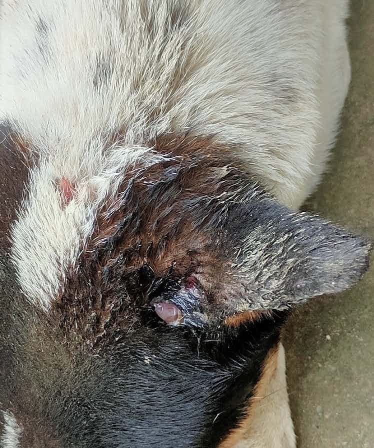 Hello doc 
This street dog was attacked by other dogs.. nd he has been retching since then.. I've cleaned the wound and fed him. could you please recommend what to do and antiseptic for the wound.. 😞 there's no rescue nearby..also no vet available.