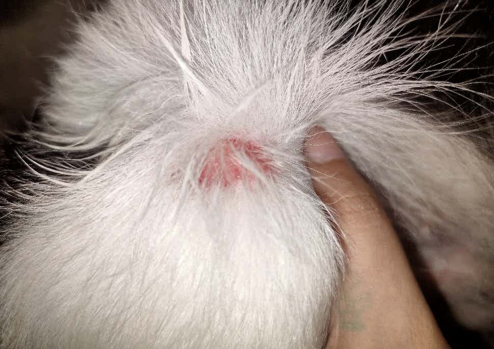 my dog  keeps  biting his skin and create wound like this on his thigh foot and private areas.. few months back i consult wid a vet here with the treatment it was cure.. but now its starting again :( .. what to do