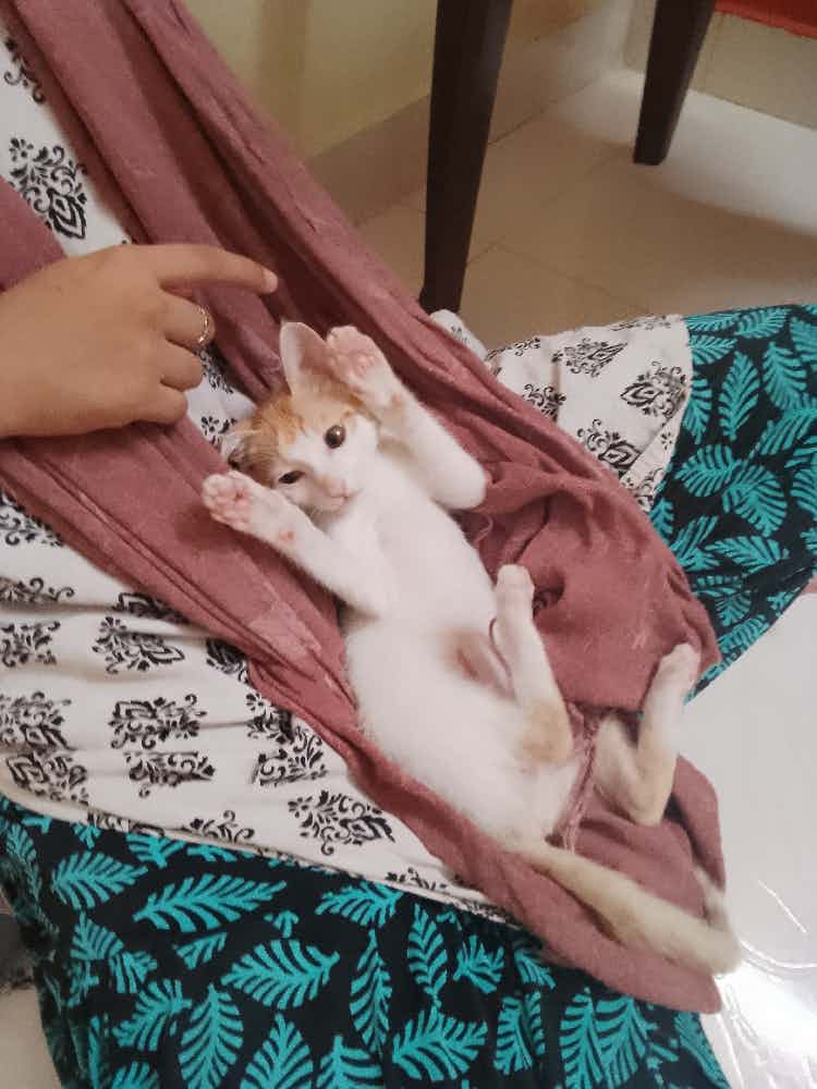 Lost Baby - Please help us find a home, we can't adopt as we already have 2 adult cats.

Located in bommanahalli, Bengaluru -560100.

Yesterday(Thursday, 4th May) evening as it rained, we heard a cry from outside our home, as we searched following the Meow meow, there was a kitten stuck in our neighbours building in the pouring raining. 

Thankfully he is all well, appears to be 2 months old, gave bath and food. Very easygoing, playful, always purring, from the moment we rescued him. 

Unfortunately we can't adopt him as we already have 2 adult cats & both of them are quite upset.

Please WhatsApp @ 6361375928 to adopt/ help us adopt by sharing this message.