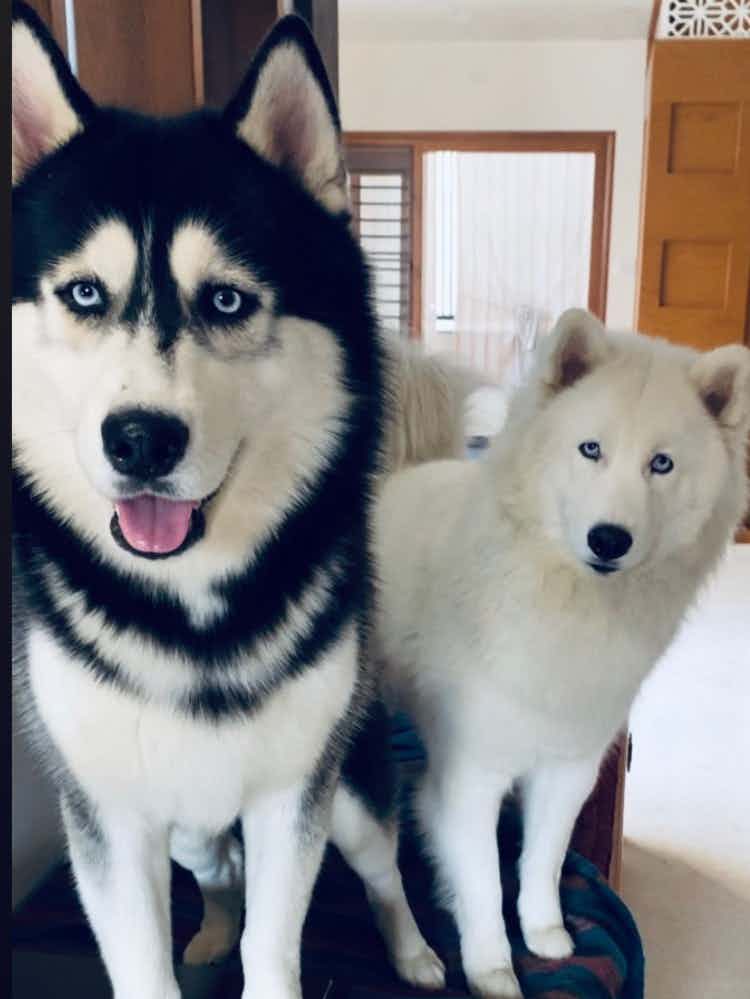 The only thing better in the world than a husky is Two huskies!