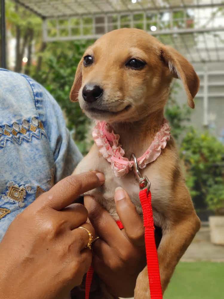 Daisy is a 2 month old pupper 🐶 

She is vaccinated and dewormed. 

She loves to wag her tail as soon as she sees hoomans / doggos ☺️ 

She’s a happy baby & would love others company 

She’s a pro stalker 😋

She loves to make cute puppy eyes 🧸

To adopt daisy baby WhatsApp 9110698650 / +91 97417 51625
