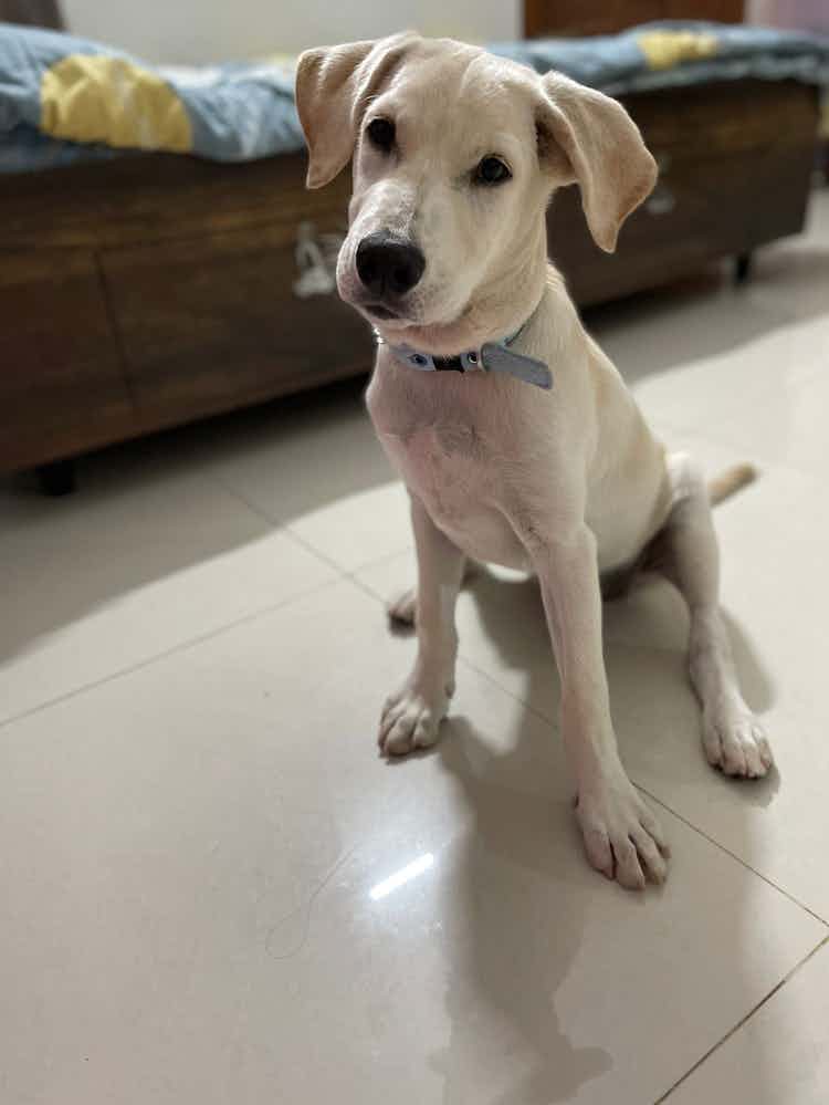 Strictly bangalore adoption appeal : 

Lucky  , is a 3 month old male  labrador  mix . He  is a typical lab , high energy and need homes 
.

Lucky was bought from a breeder and tied in the Barbourshop by the person who works there . That’s when a Good Samaritan chose to hep him and took him out of there and surrendered him to us ,.  He  gets along fabulously with other dogs .  He  is vaccinated and dewormed . His potty training is still under the loop , however accidents do happen . Which can be trained . He’s  a perfect healthy happy baby . 

All adoption formalities to be followed , we need an experinced family who understands the challenges of bringing up a pup . 
He needs to be sterlised at a given age , or else we have rights to retain back the dog .  He needs a meat based diet with supplements .

No kennels , cages , compounds .

Please consider to adopt another dog if we don’t reply within 2 weeks of time . 

To adopt lucky WhatsApp @9110698650 ( no calls )