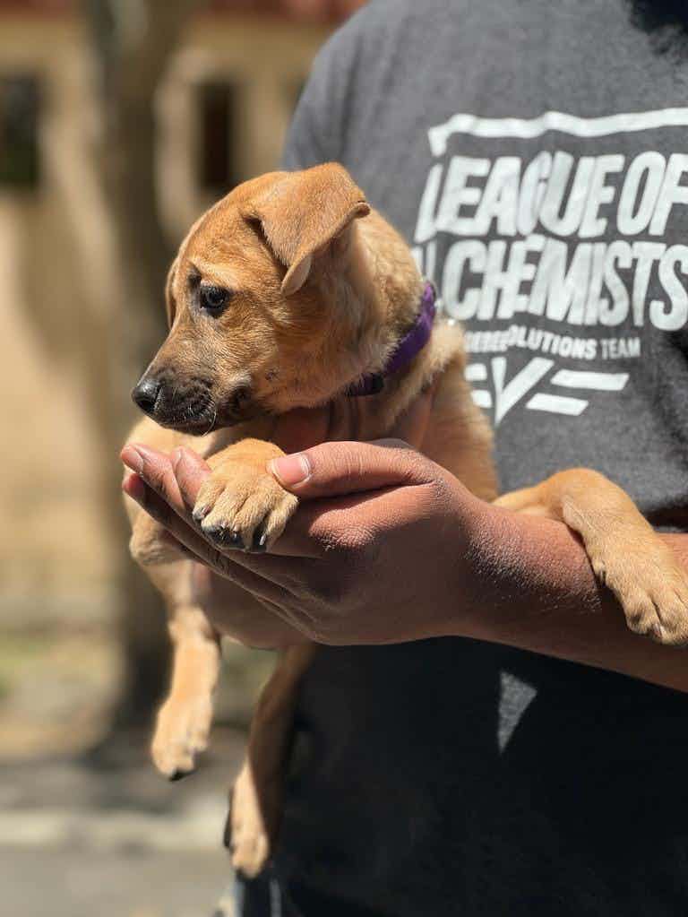 Bangalore adoption appeal   This gentle beautiful girl called Maggie is seeking a hooman partner to cuddle with on the bean bag . Can’t that be you ? Yes it can ! She’s two months old dewormed and vaccinated would do good with dogs & kids .   Please WhatsApp 9110698650(no calls )