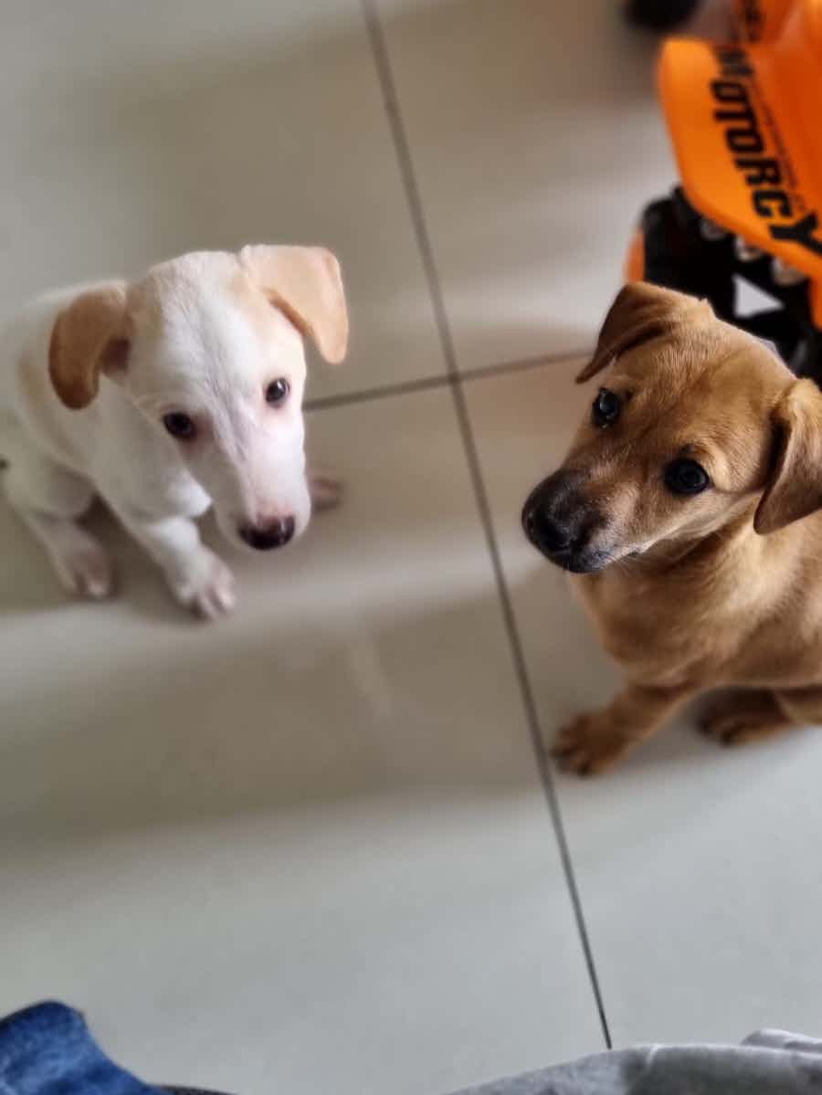 Cookie & cocounut are still available for adoption !!! They are vaccinated dewormed & vet checked . They are 2 months old . They were rescued from the metro station along with their siblings . Their siblings have gotten adopted . To foster / adopt WhatsApp 9110698650(no calls )