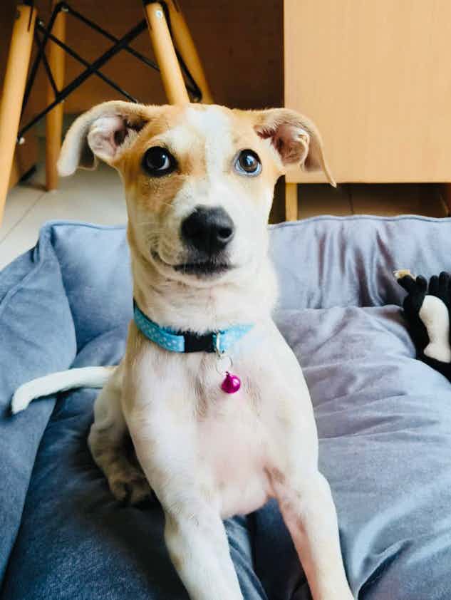BANGALORE FOSTER/ADOPTION PPEAL 

Sydney , 2.5 month old 
She’s charming , gentle & sweet . Vaccinated and dewormed , potty trained as well
She’s ready to be taken to her forever home 🏠she’s trained for basic commands 

If intrested to adopt him WhatsApp 911069860