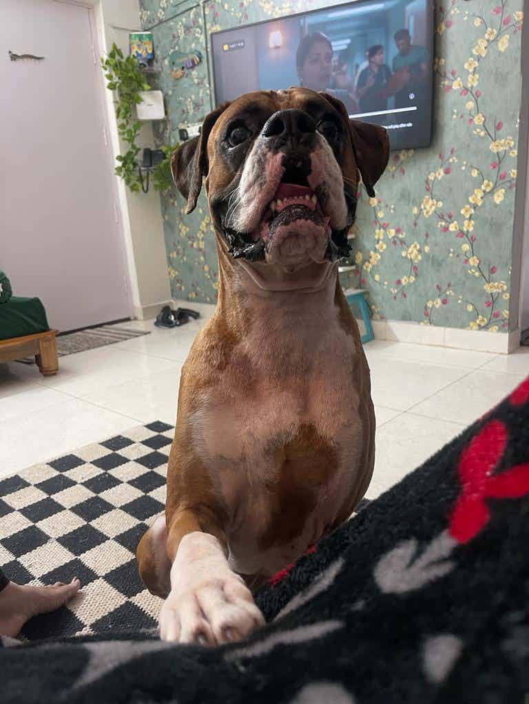 BANGALORE ADOPTION ONLY 🙈  Look who we are staring , ASTRO 🌟   Astro is a beautiful 3 year old boxer , his family is not able to take care of him anymore ,due to their own personal reasons .   Astro is a beautiful kid , who’s vaccinations are up to date . We have not kept him with other dogs so we don’t know how he may react if you have other dogs in household .   He will be sterlized before adoption .   Being a boxer , people who are first time pet parents please don’t apply . Astro has a fixed shchedule to be followed even after adoption . (Meat based diet mandatory as well )   We need a family with a young lifestyle who can accomadate astro .   No he is not agressive , he’s a friendly kid .   All adoption procedures mandatory   To adopt him WhatsApp 9110698650( please avoid calling )   A form will be sent , callbacks will be given if your form matches our requirements.