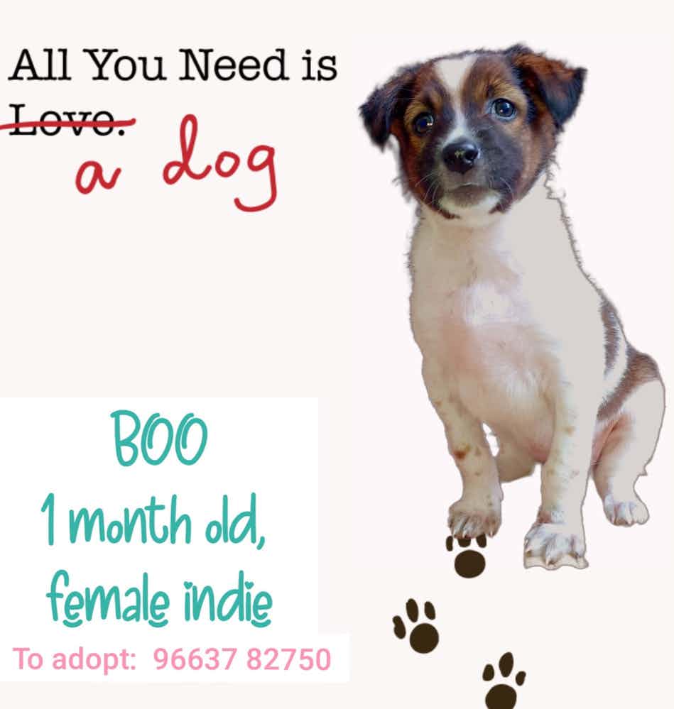 Dm to adopt boo