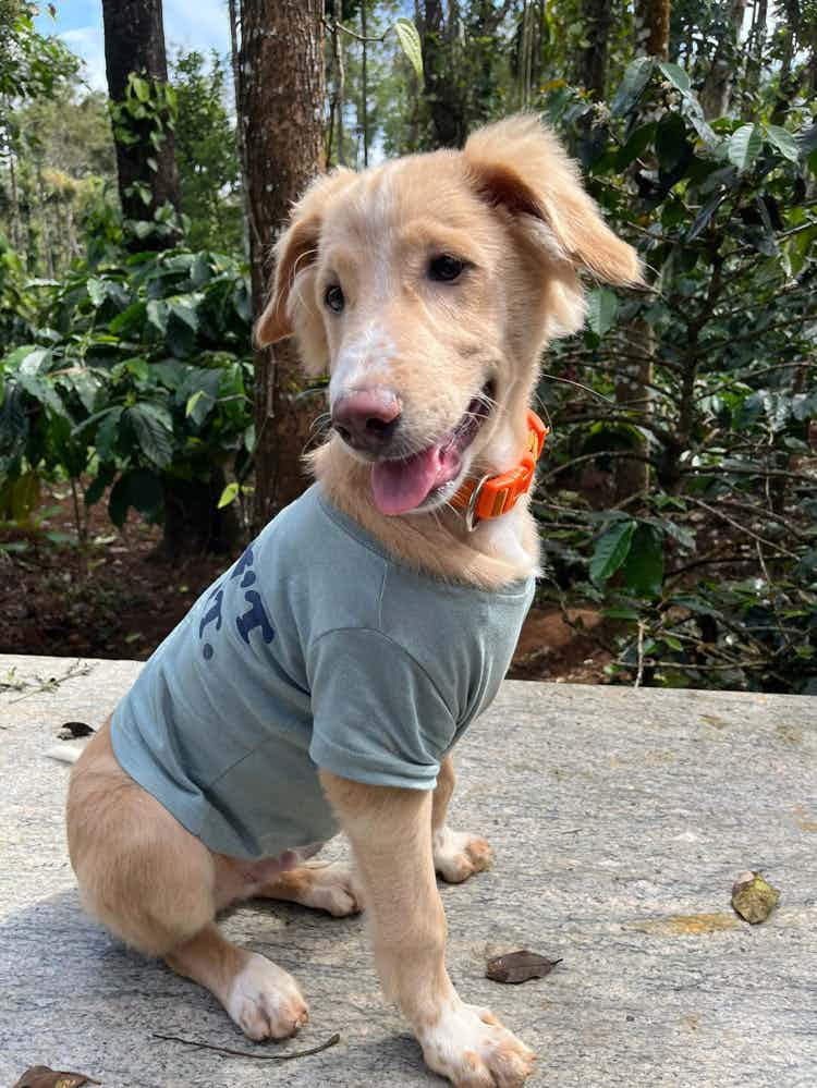 Bangalore adoption appeal * 

Cookie is a 4 month old golden Retriver & lab mix puppy ( not so sure ) 

He’s Also  most potty and pee trained 

He’s vaccinated and dewormed . 


He’s energetic & friendly 

We are looking for a family with an active lifestyle to suit his needs . 


We prefer families with prior dog experience 

All adoption process will be followed 


Only if the form meets the criteria we will give a call back . 


House check id proof required 


Underage induviduals are N/A 


To adopt cookie WhatsApp @9110698650
