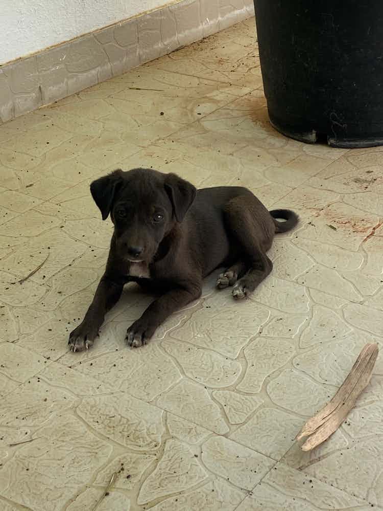 Bangalore adoption appeal for mocha 

She is a female indie 45 days old vaccinated & dewormed 

She has a beautiful brown & black coat . 

To adopt this peice of gem WhatsApp us @9110698650