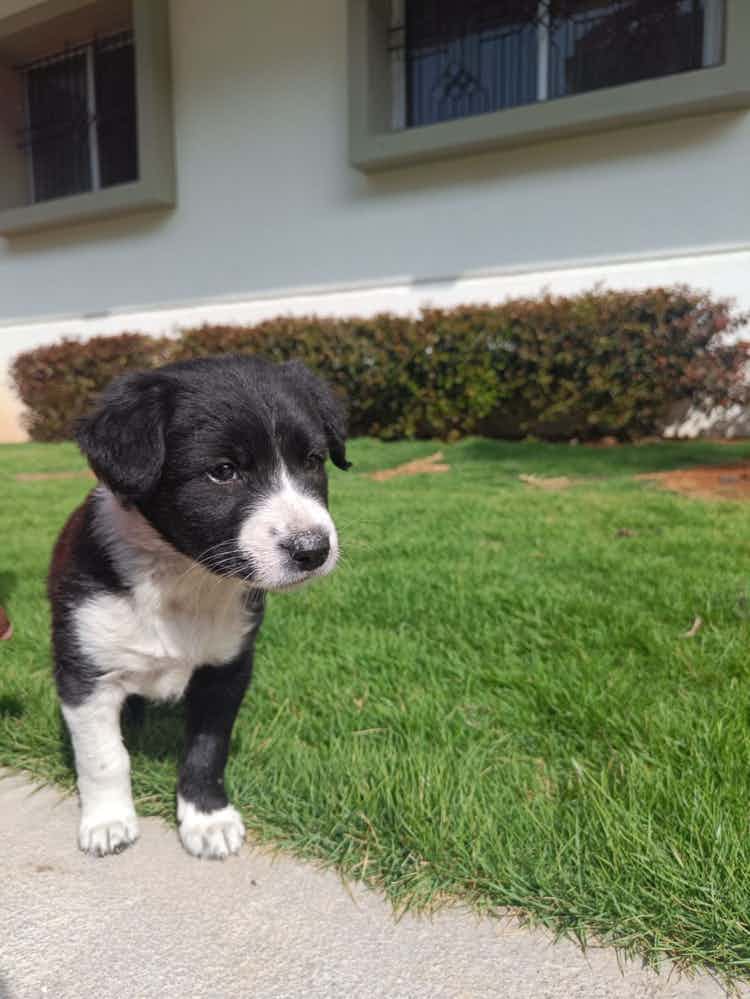Bangalore adoption appeal : 

Meet one of our favourites Joey . She’s just so cute and fluffy like a grizzly bear 🐻 

Joey is good with other doggos , children , and people . She is 45 days old dewormed and vaccinated .She’s a good girl will give you everything if you win her heart ❤️

People who prefer cages / kennels kindly don’t apply . 

WhatsApp 9110698650(no calls ) to take this cutie to his forever home 🏠