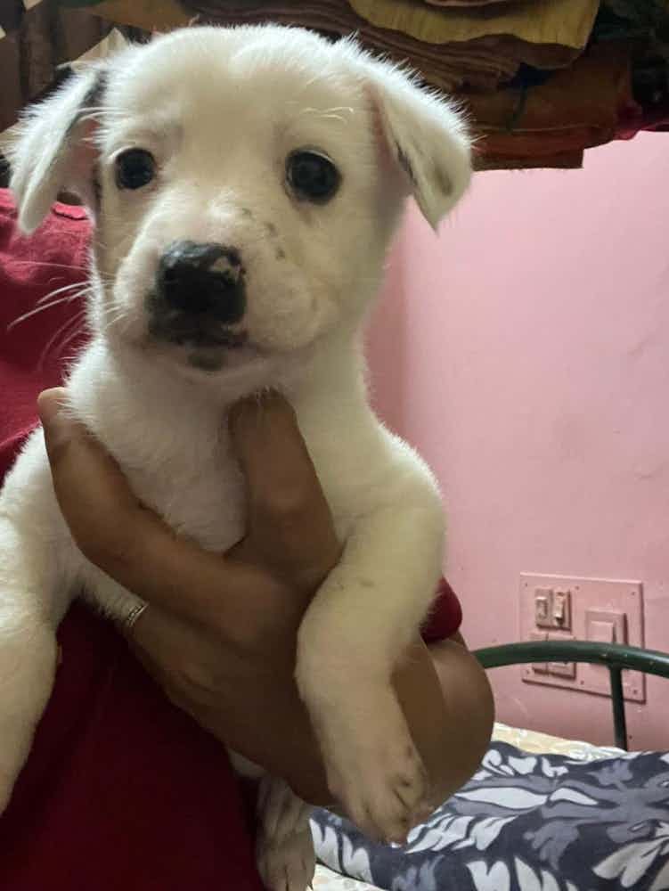 Most awaited ! 

Bangalore adoption appeal : angel is 45 days old female indie 🐶 

She is dewormed and is at a fosters home .

Angel is truly a beautiful angel 😇 . 

To adopt her WhatsApp 9110698650