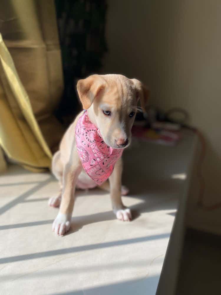 Adoption / foster appeal for COCO✨🐣 

Summer is a one month old indie vet  checked . Her deworm and vaccination in progress 

She’s such a happy Baby she loves to run around and steal hearts ♥️ 

To adopt her WhatsApp 9110698650 /dm us
