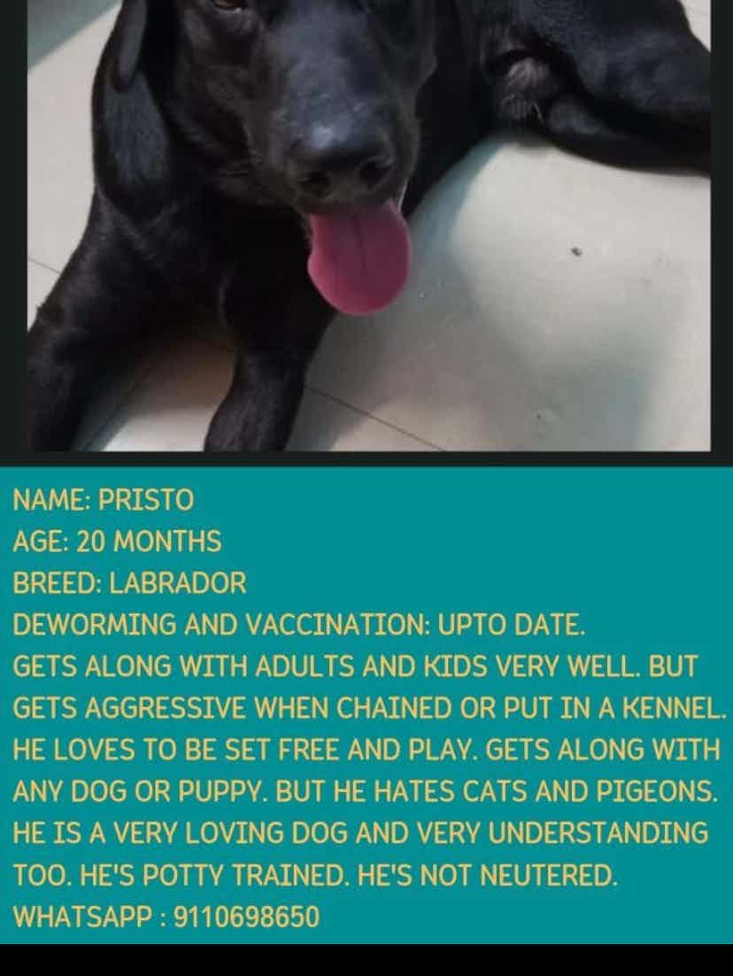 Labrador up for adoption whatsapp 9110698650