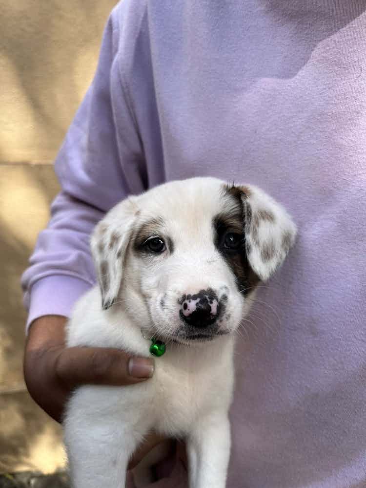 Bangalore adoption appeal : 

Meet Leah , 40 days old female indie . She’s at a foster home now . 

We are looking for a forever home who can give her unconditional love and care throughout rest of her life 

To adopt Leah WhatsApp 9110698650