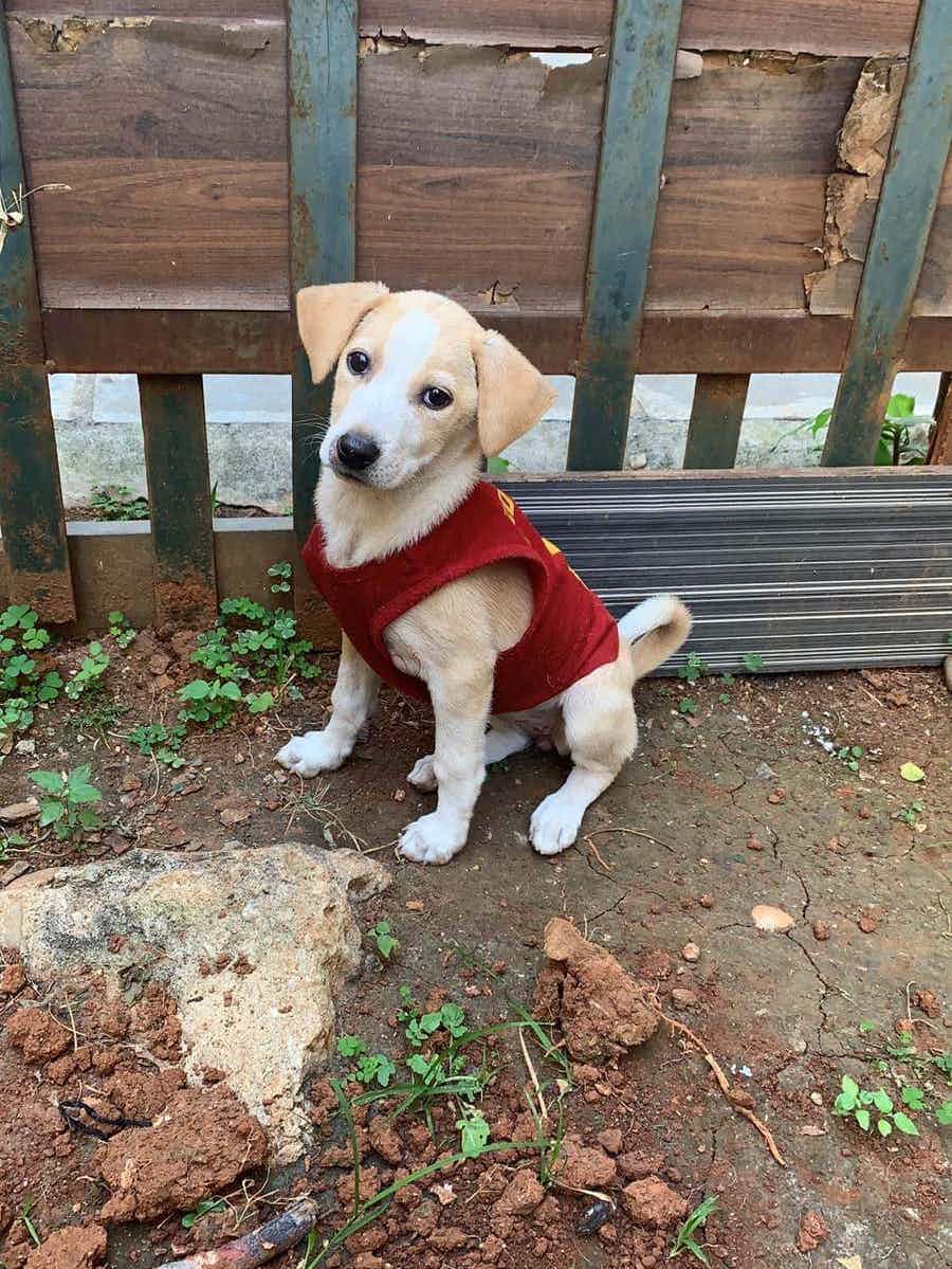 Posting on behalf - 

Veera is a 2 month old cute tail wagged pupper , I can guarantee she will steal everyone’s hearts . Her pee potty training is in progress . She does absolutely well with other doggos . 

To adopt her please message us on WhatsApp / dm 9110698650