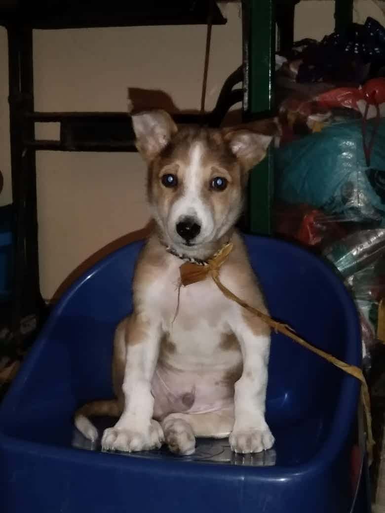 BANGALORE FOSTER/ADOPTION APPEAL   Vicky , 3 months old  He's charming , active and super friendly . Vaccinated and dewormed , follows basic commands. He’s ready to be taken to her forever home 🏠  Location - Manjunathanagar