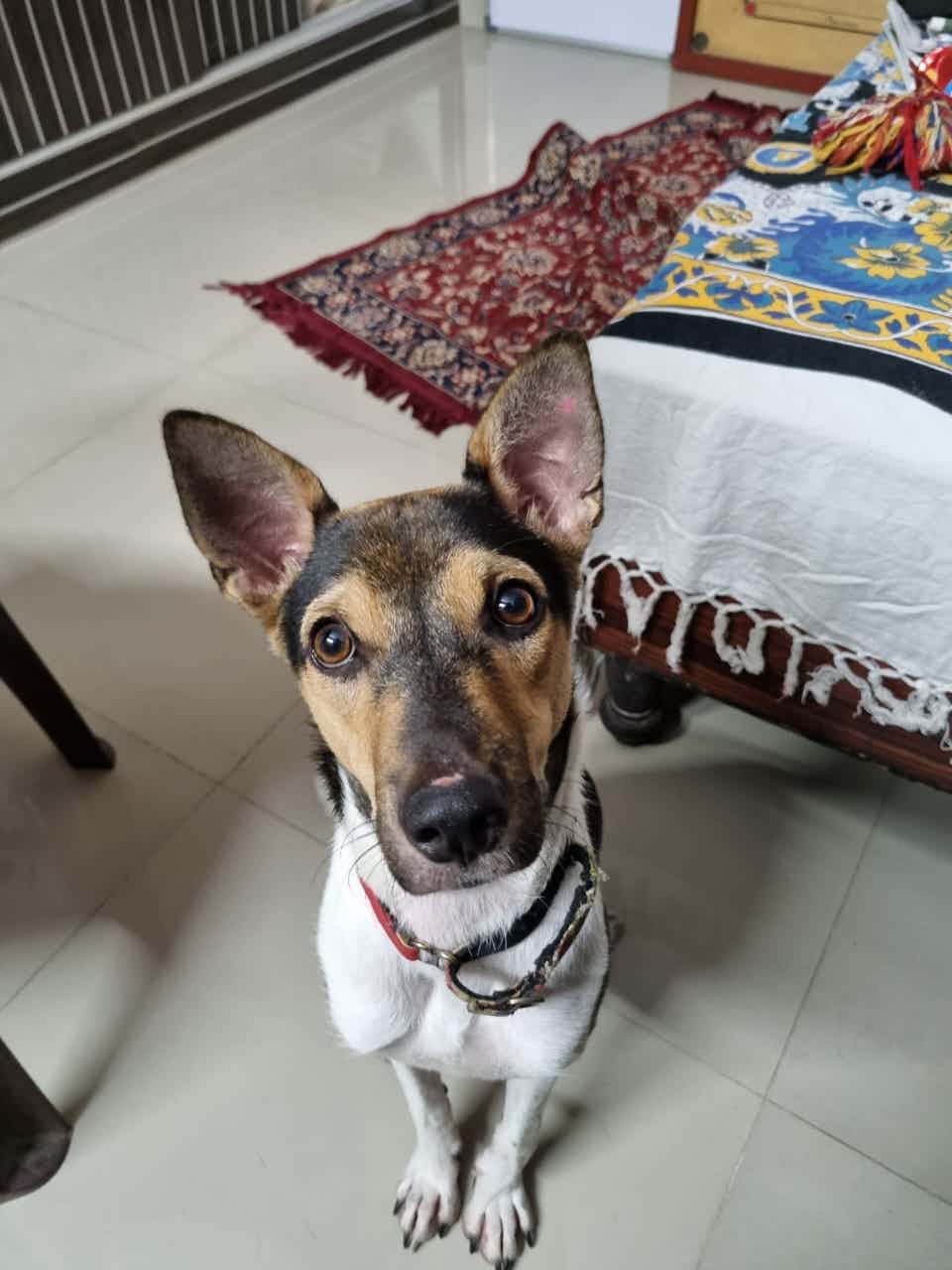 Bangalore adoption appeal : Anyone looking for a older handsome pup ? 

Figo is the one ! He’s 7 months old male indie 

He loves his family 

He is sterlized, vaccinated & healthy 

He’s a quick learner & Infact trained 

He’s dog friendly 🦴 

He will love to play catch with your pet 

To adopt him WhatsApp 9110698650 / 9739509193