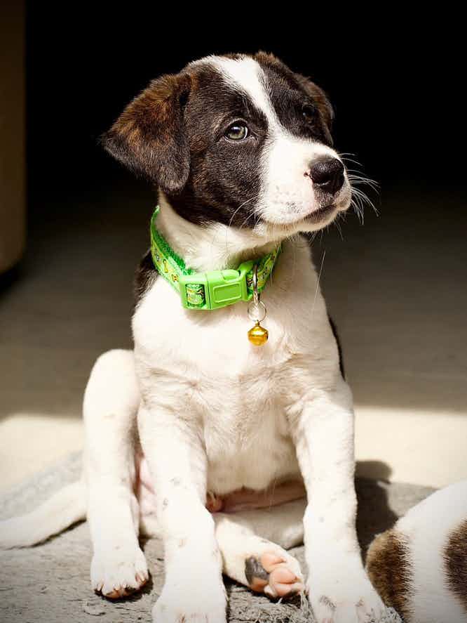 Bangalore adoption / foster appeal . Spice is a 2 month old male indie . He is waiting for his forever home . He has cute eyes and goblin ears , he’s loving , sweet and gentle . He’s dewormed and vaccinated . To adopt him WhatsApp 9110698650