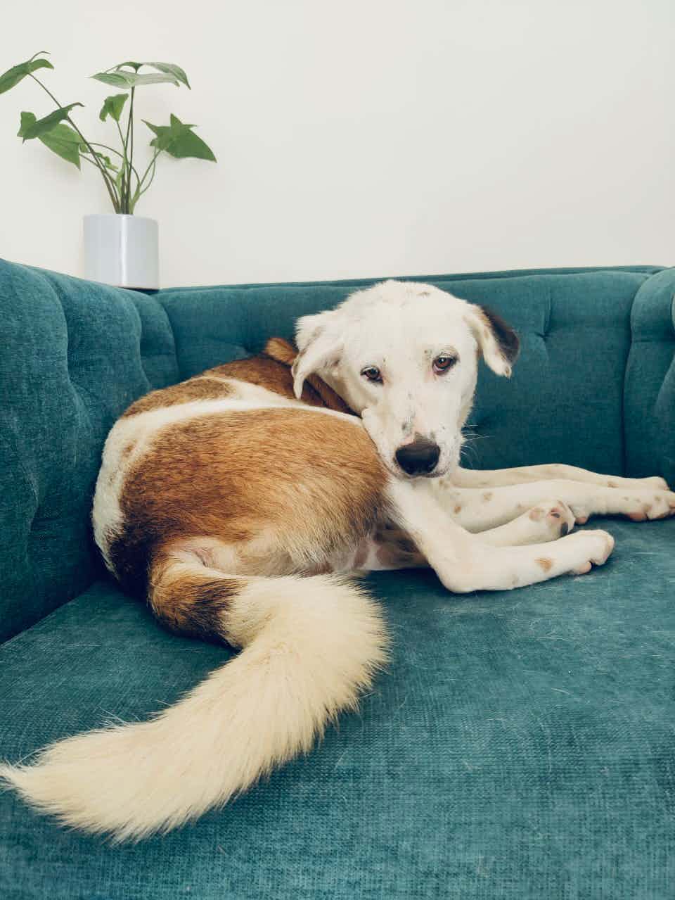 Bangalore adoption appeal : 

ADOPT OREO 🐶 (not Oreo cookie ) 🙈 

This adorable small compacted boy . 

Hes a 1 year old , vaccinated and neutered . He’s a mix , so he’s not that big or small .  He is a indie mix . Not sure which breed ( doesn’t matter anyways cuz he’s a munchkin ) 🍒
 
He needs to be on a meat based diet . extremely social, confident, loving & trainable. A very kind & intelligent boy, a quick learner, he is guaranteed to steal your heart  choose to meet him.
 

He’ll be fit for a apartment as well  friendly with other doggos , needs little training to be put in , for the seperation anxiety , etc .  if you are working parents . Which is common around any doggo . 

OREO would be lucky to have anyone who would give him a forever home , likewise you would to . 

To discuss his adoption WhatsApp on 9110698650(no calls )