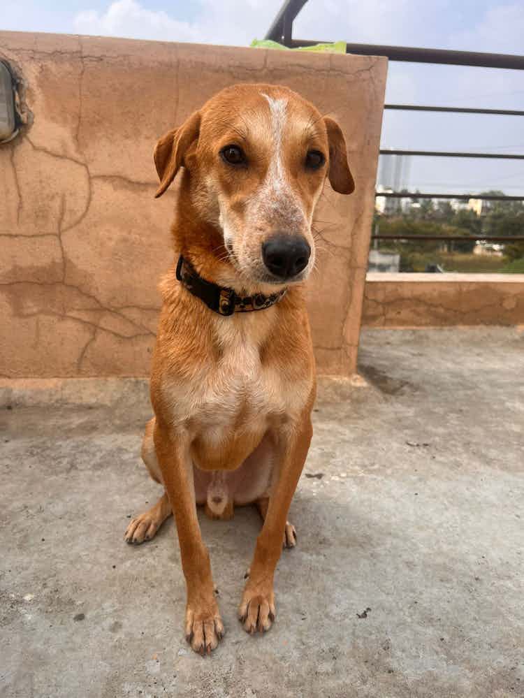 Cooler is an 8 month old pupper 

He loves dogs & humans 

He’s vaccinated and sterlized 

Friendly with dogs and humans 

Well behaving kid 🦴 

To adopt WhatsApp +91 96637 82750