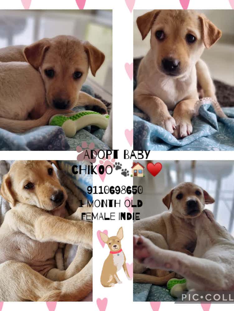 BANGALORE ADOPTION /FOSTER ALERT🤍 ✨ 
 Chikoo (F) approx 30days old . Vaccination and deworm in progress .  A bundle of happiness , chubby & absolutely adorable . 🐾 ♥️ 🤩 
If intrested to give them homes whatsapp 9110698650
