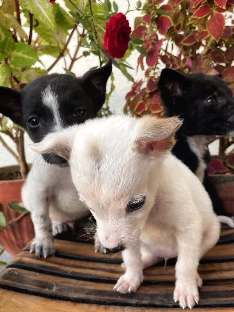 Meet sundari , Luna , pepper , & vasco. 

Can’t wait till we meet our forever parents ! 

To adopt these adorable munchkins please WhatsApp 9110698650 / +91 77086 08437

They are extreme cute playful puppets , hyperactive . Loves cuddles & to play around with cute balls 😜🐾

They give nose boops 🐶🧸