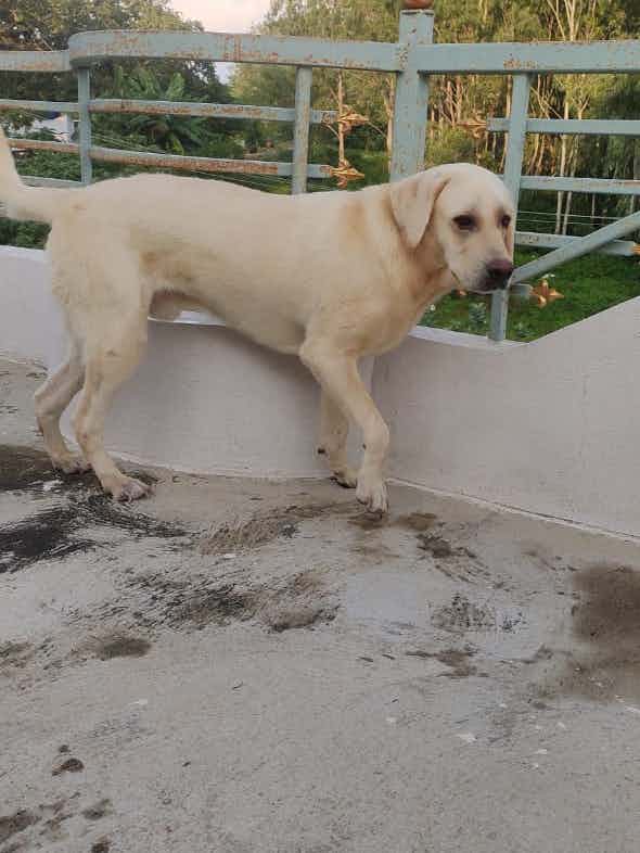 Bangalore adoption appeal 
Maxi is a 16 month old labrador , we want a home for him where the parents have an active lifestyle . 
He is healthier, friendly and good with human & other dogs. 
Vaccinated, Potty trained and free from any type of bacteria.
Adoption process mandatory WhatsApp 9110698650