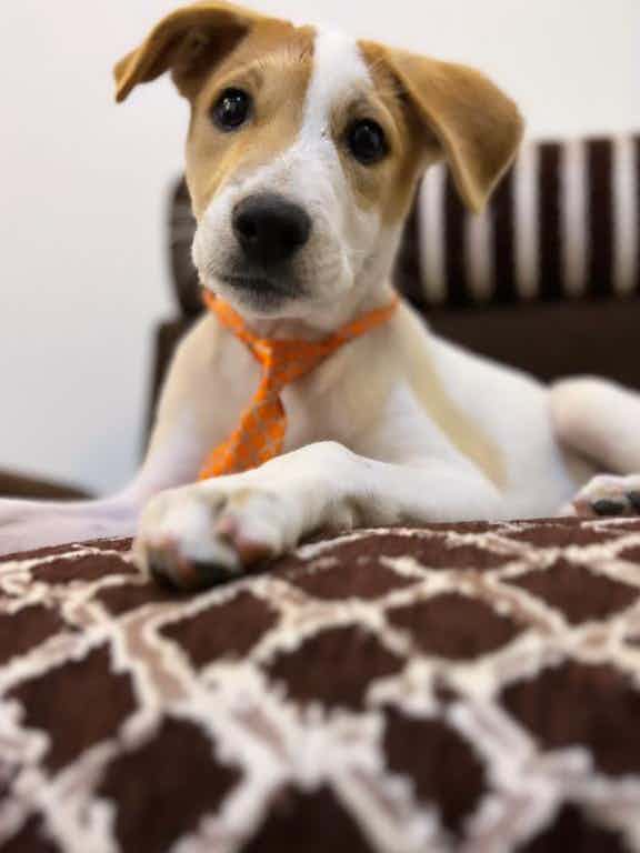 Max is a 3 month old smal sized friendly indie , I’d you would like to adopt him pls WhatsApp on 9110698650