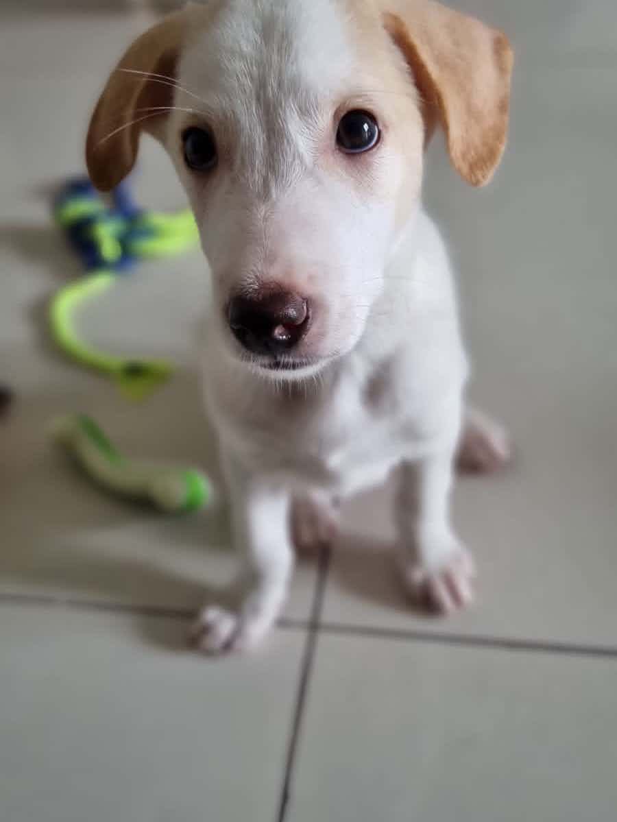 Adoption / foster appeal (fosters needed from dec 15 )Cocunut is a superman pup - 2 month old vaccinated indie . He likes to steal every one of your hearts and make you love him unconditionally. Would you want to give a furrever 🏠 WhatsApp 9110698650