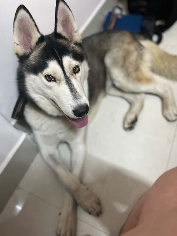 Bangalore adoption appeal ONLY : 

Bear is a 5 year old husky who has been tied his whole life , he’s an absolute sweetheart of a boy, gets along well with other dogs . He’s good with people and will do well in any type of home . Bear is toilet trained to go in a specific space , and has absolutely no destruction tendencies . He has a fantastic Temperment and any family would be lucky to have him . He is sterlised , dewormed and vaccinated . Balanced meat based diets are mandatory . He’s a beautiful dog , he only needs love and affection . 

No kennels , cage , etc . 

Bear will not be able to stay alone for long hours , as he’s always had people around . Experience families with big breeds are preffered . He will do well in a house with other dogs too . 

To adopt bear please WhatsApp on 9110698650 . (NO calls ) 

A form will be sent followed by a call , if you don’t get a response please assume you are not selected .