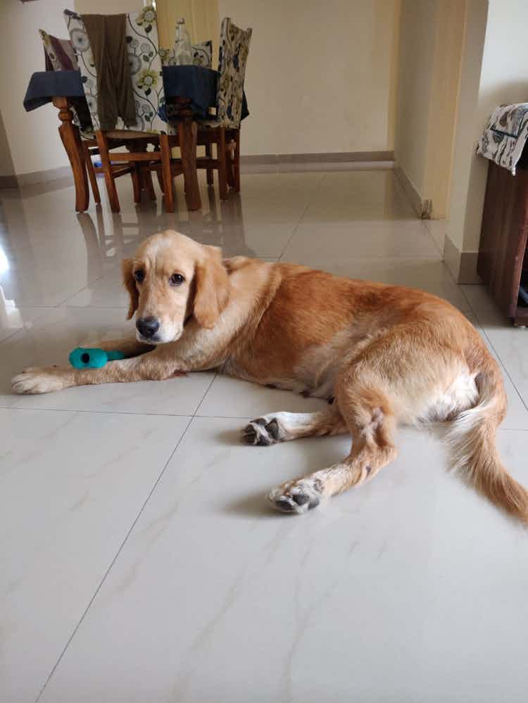 Bangalore adoption appeal : 

Goldy is a 5 year old golden Retriver , she has been spayed vaccinated and dewormed . She is good with humans of all ages , and friendly with other dogs . 
She can stay alone up to 5 hours ( not everyday ). 
She is also toilet trained . 

Goldy was abandoned by a breeeder after selling her pups . She was diagnosed with tick fever , she’s now completely recovered and nursed back to health . 

To adopt goldy WhatsApp 9110698650