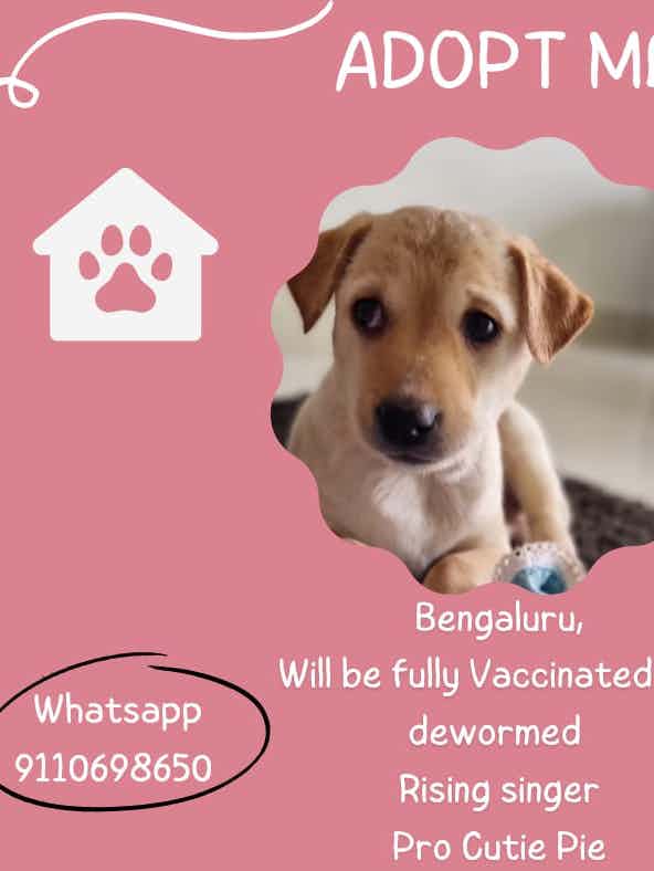 BANGALORE ADOPTION /FOSTER ALERT🤍 ✨ 
Mr. Cocunut (m) and Chikoo (F) approx 30days old . Vaccination and deworm in progress . They’re a bundle of happiness , chubby & absolutely adorable . 🐾 ♥️ 🤩 
If intrested to give them homes whatsapp 9110698650