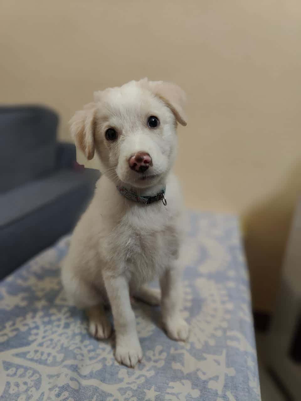 Oscar is a 2 month old beautiful male indie . His two vaccines are completed. He’s dewormed.  He’s getting pee potty trained . Gets beautifully along with other dogs & kids  To adopt this gem WhatsApp @9110698650 ( no calls )