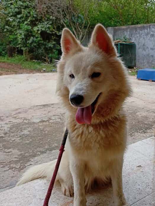 Bangalore adoption appeal ** 

She is a female Pom-Husky mix about a year or a year & a half max who is good with all basic commands, is super active & very friendly . 

She was rescued to adopt WhatsApp 9110698650
