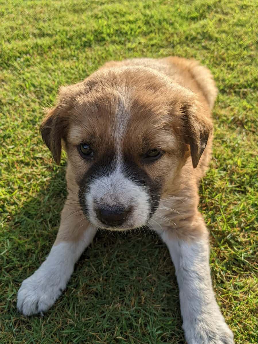 Bangalore adoption appeal : 

Look at our fluff snowball Bow 🎀

He absolutely loves the company of other doggos , people , and children . Loves to play & prefers to be carried around all the time 🌻 He is in the process of being toilet trained ( he only pees on pee pad ) & has zero aggression . 

Bow is a male . Vaccinated and dewormed . 


To take home bow , please WhatsApp 9110698650(no calls ) 

As always please share ! 🌺