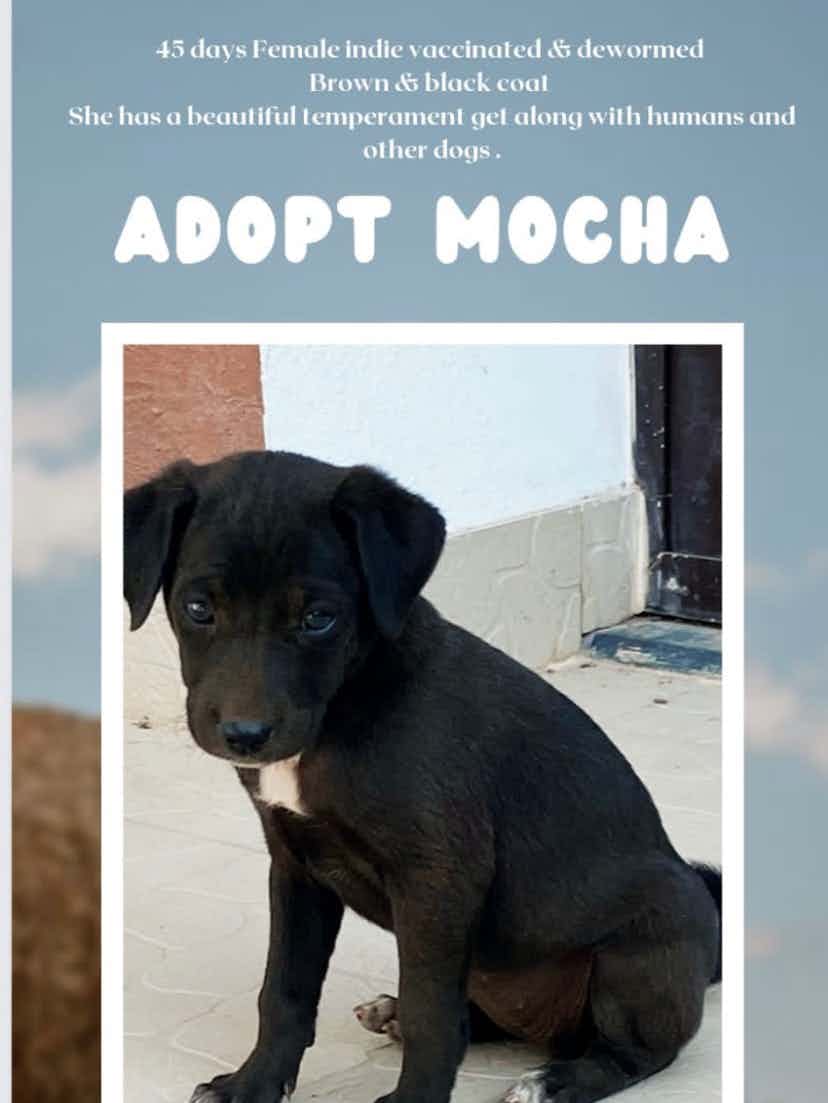 To adopt mocha WhatsApp 9110698650