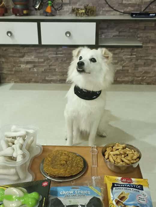 Meet rio the handsome Indian spitz is up for adoption 

He is 1 year old male , who is been put up for adoption because his parents are moving out 

He is trained and needs a meat based diet . 

He loves walks & his hooman fam 

To adopt him WhatsApp @9110699650 / +91 78992 84648