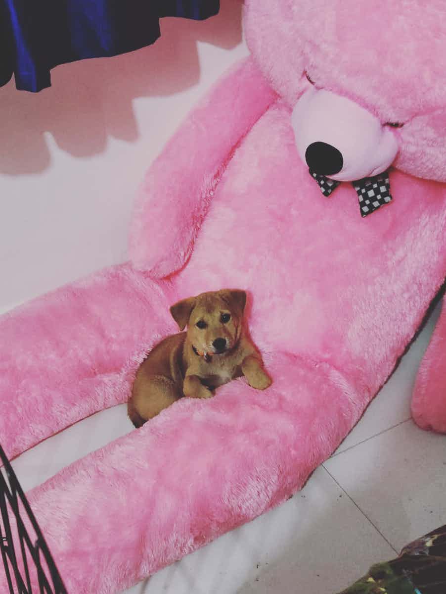 Bangalore adoption / foster appeal 

Introducing tipsy ! 

Tipsy is a cute 45 days old female indie 

She is vaccinated and dewormed 🐾❤️

She is very friendly with dogs & humans 🐾 

She loves to cuddle with hoomans like a cute teddy bear 🧸 

To adopt this cute munchkin WhatsApp us on 9110698650 /+91 83909 52904